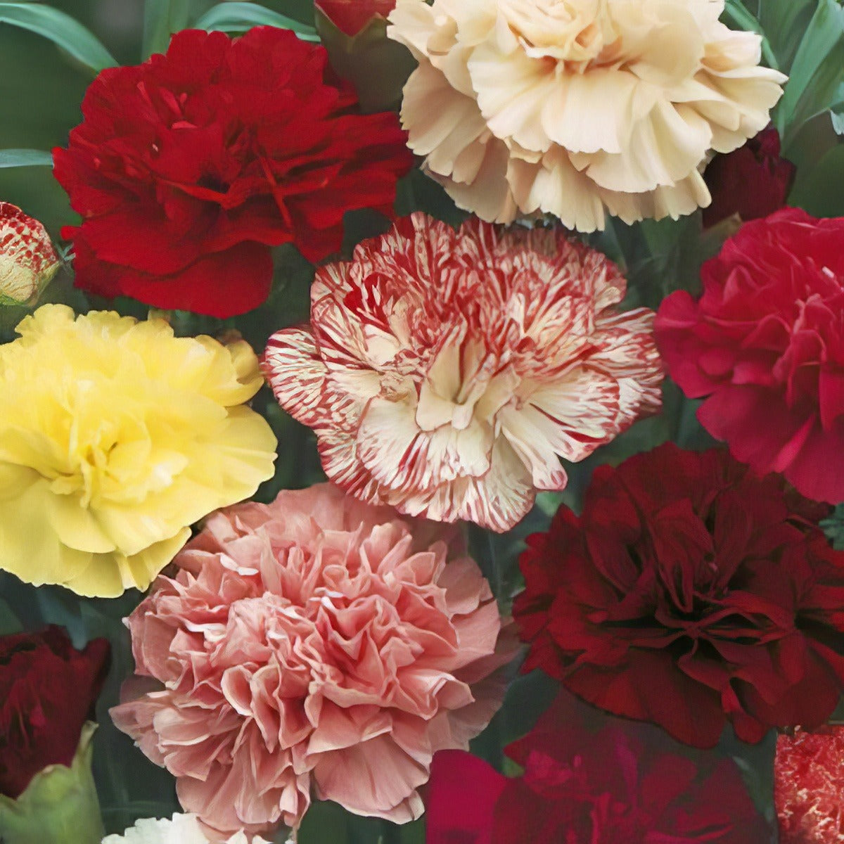 Seed Carnation Choice Double Mixed 2019 Seecarcdm - Garden Express Australia