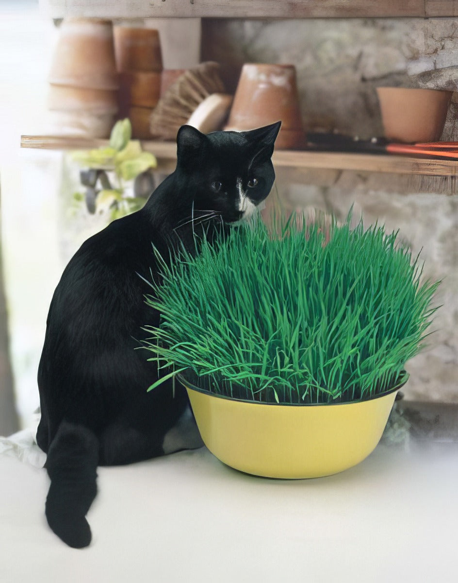 Cat Grass Pk Of 500 16 - Garden Express Australia