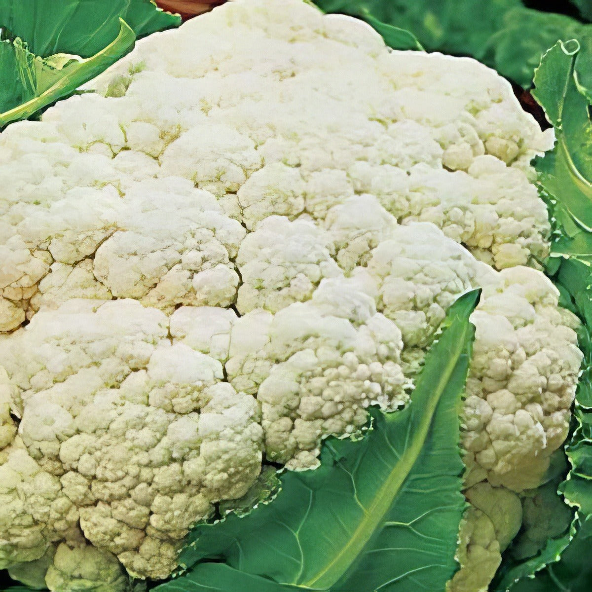 Cauliflower Quicheart 250 Pk 16 - Garden Express Australia