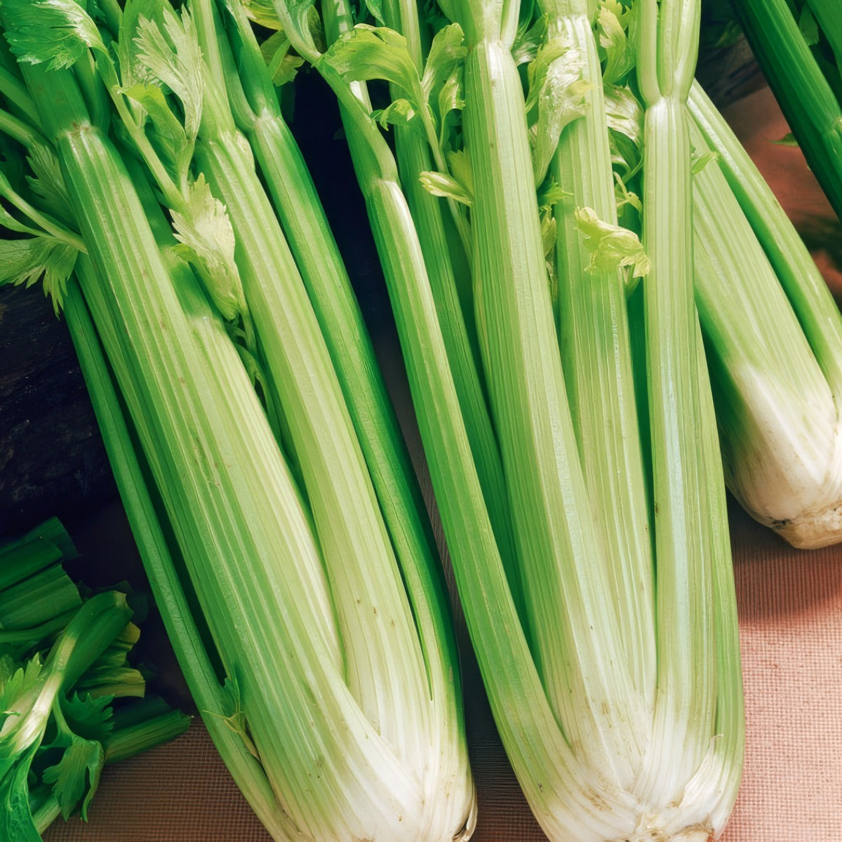Celery Tall Utah Seeceltut - Garden Express Australia