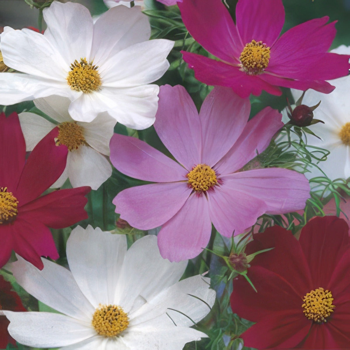 Seed Cosmos Sensation Mixed 2019 Seecossmx - Garden Express Australia