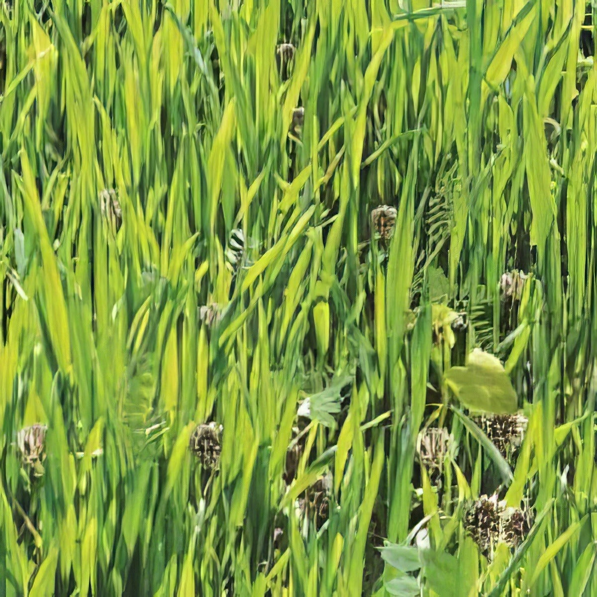 Seed Green Manure Mix Seegreman - Garden Express Australia