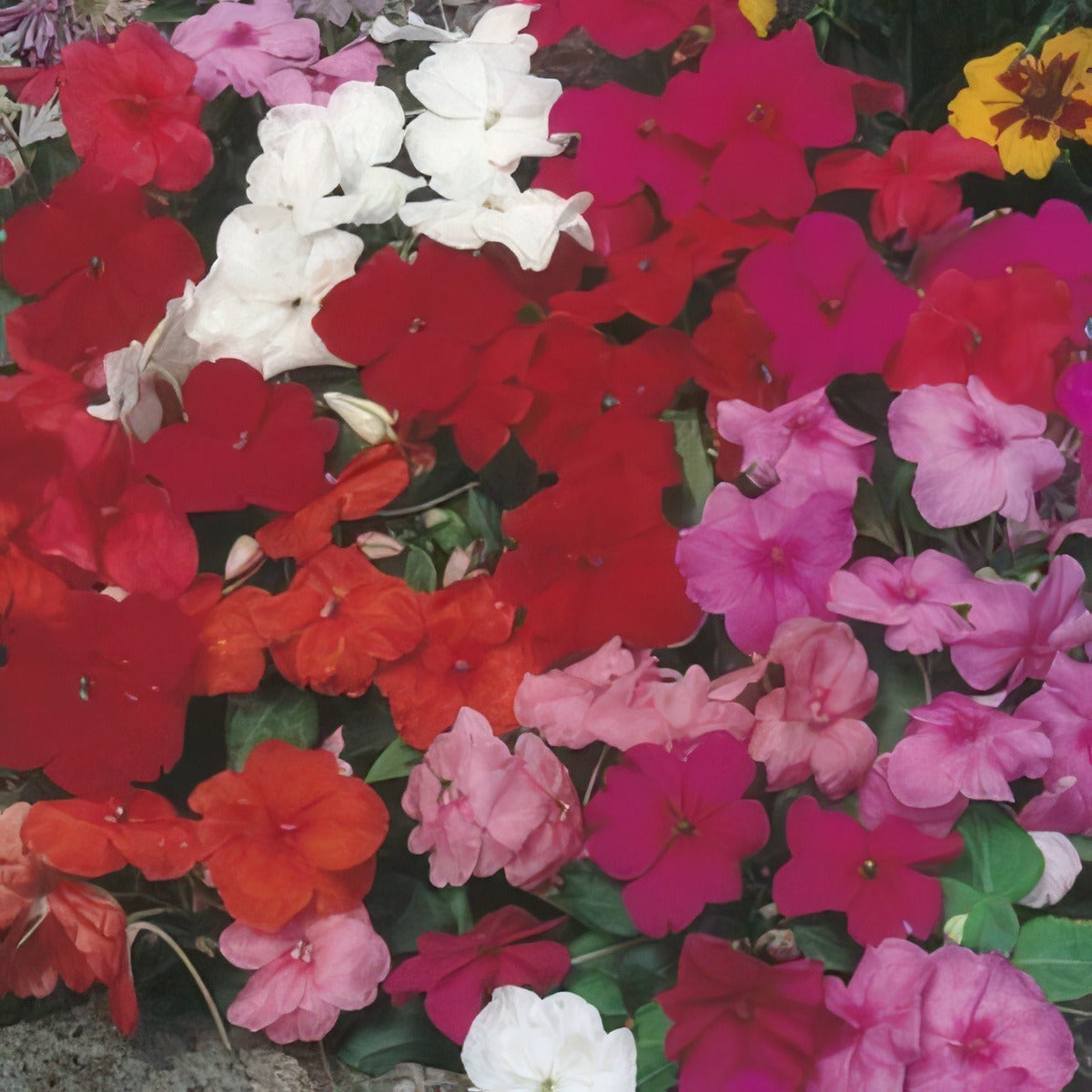 Impatiens Safari Colour Cocktailf16 1 - Garden Express Australia