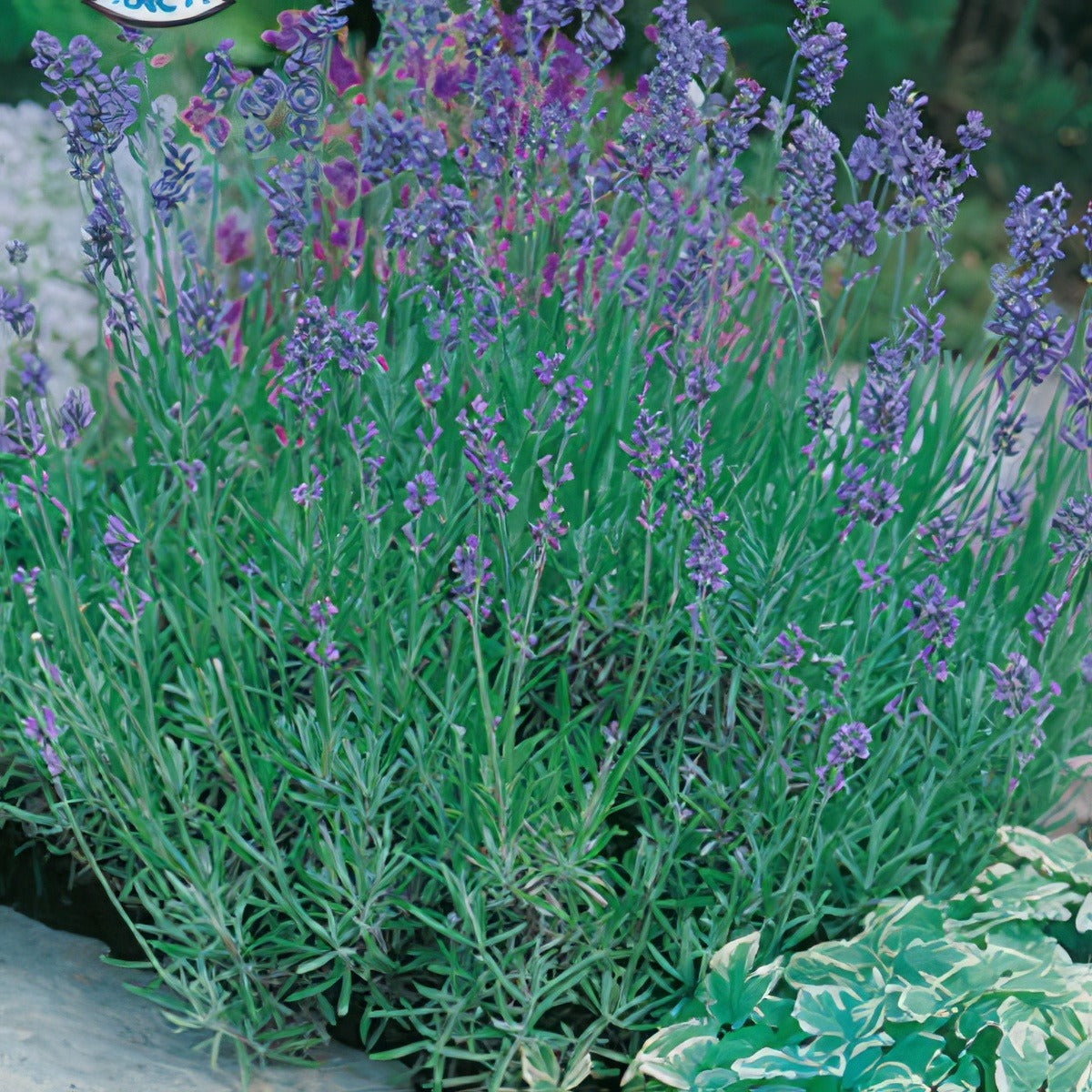 Lavender English Dwarf Seelavedw - Garden Express Australia