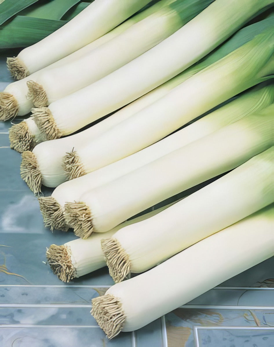 Leek Carenten16 - Garden Express Australia