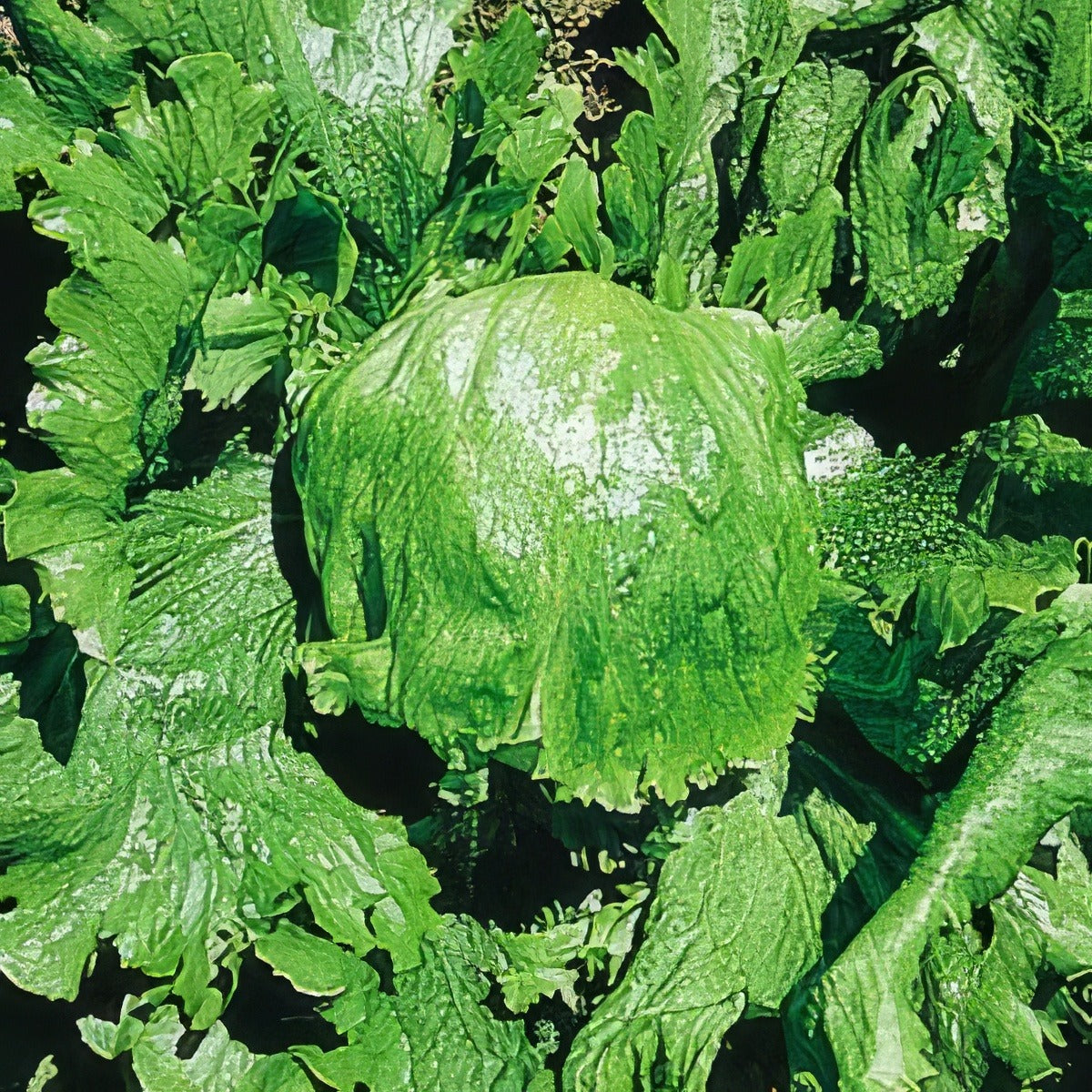 Lettuce All Year Round - Garden Express Australia