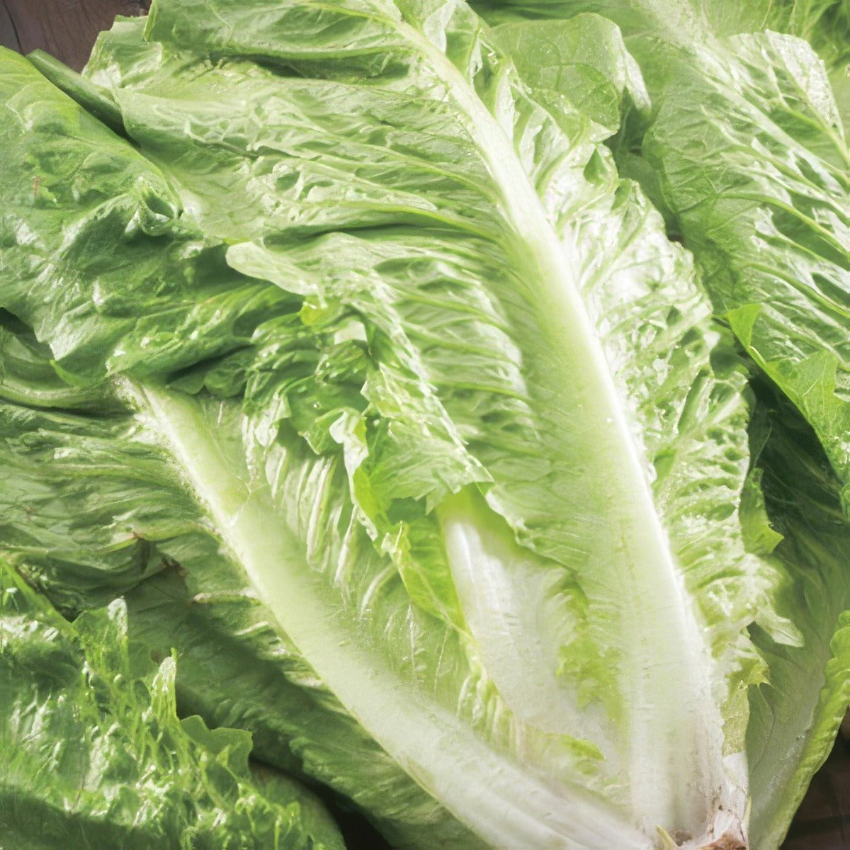 Seed Lettuce Green Cos 2019 Seeletgco - Garden Express Australia
