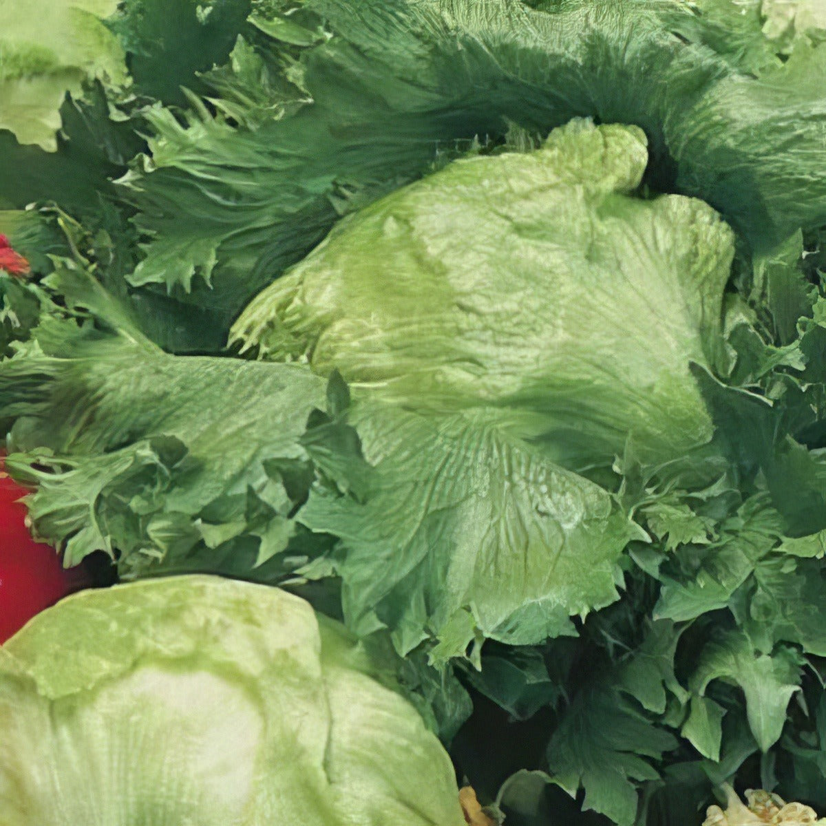 Lettuce Iceberg - Garden Express Australia
