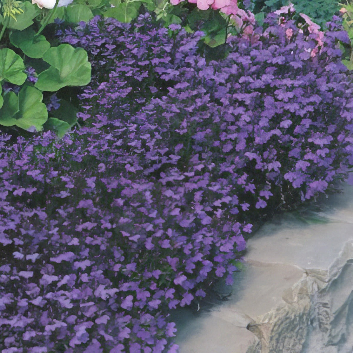 Seed Lobelia Crystal Palace Compacta Seelobcpc - Garden Express Australia