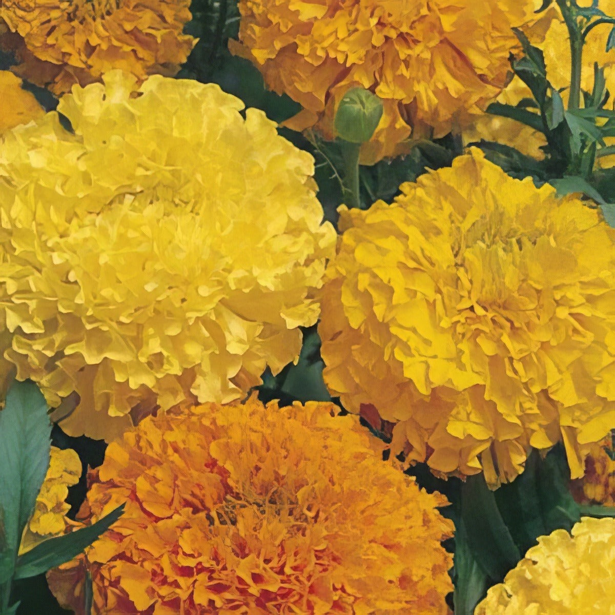 Seed Marigold Crackerjack African Seemarcra - Garden Express Australia