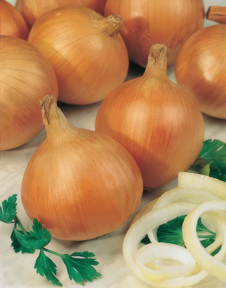 Onion Creamgold - Garden Express Australia