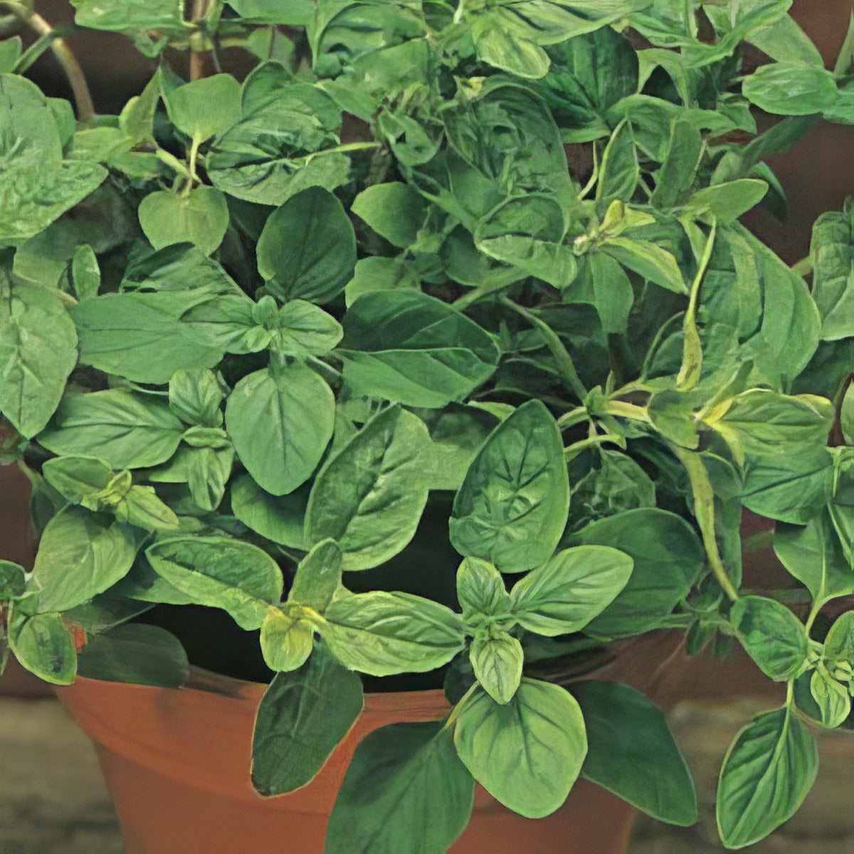 Oregano 16 - Garden Express Australia