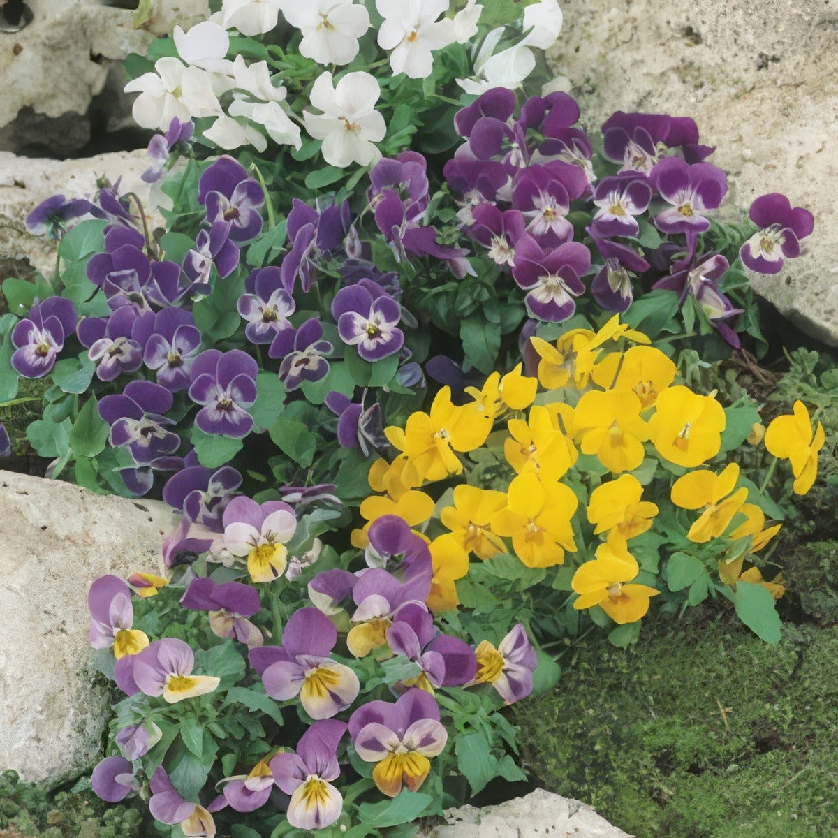 Pansy Mini Comedy Mixed Seepanmcm - Garden Express Australia