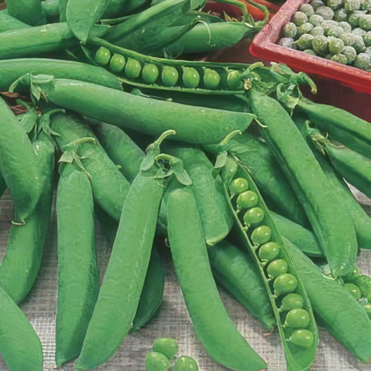Pea Telephone 16 - Garden Express Australia