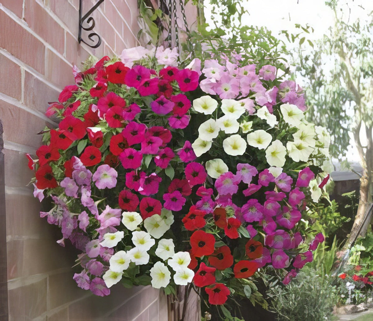Petunia Rapide F1 16 - Garden Express Australia