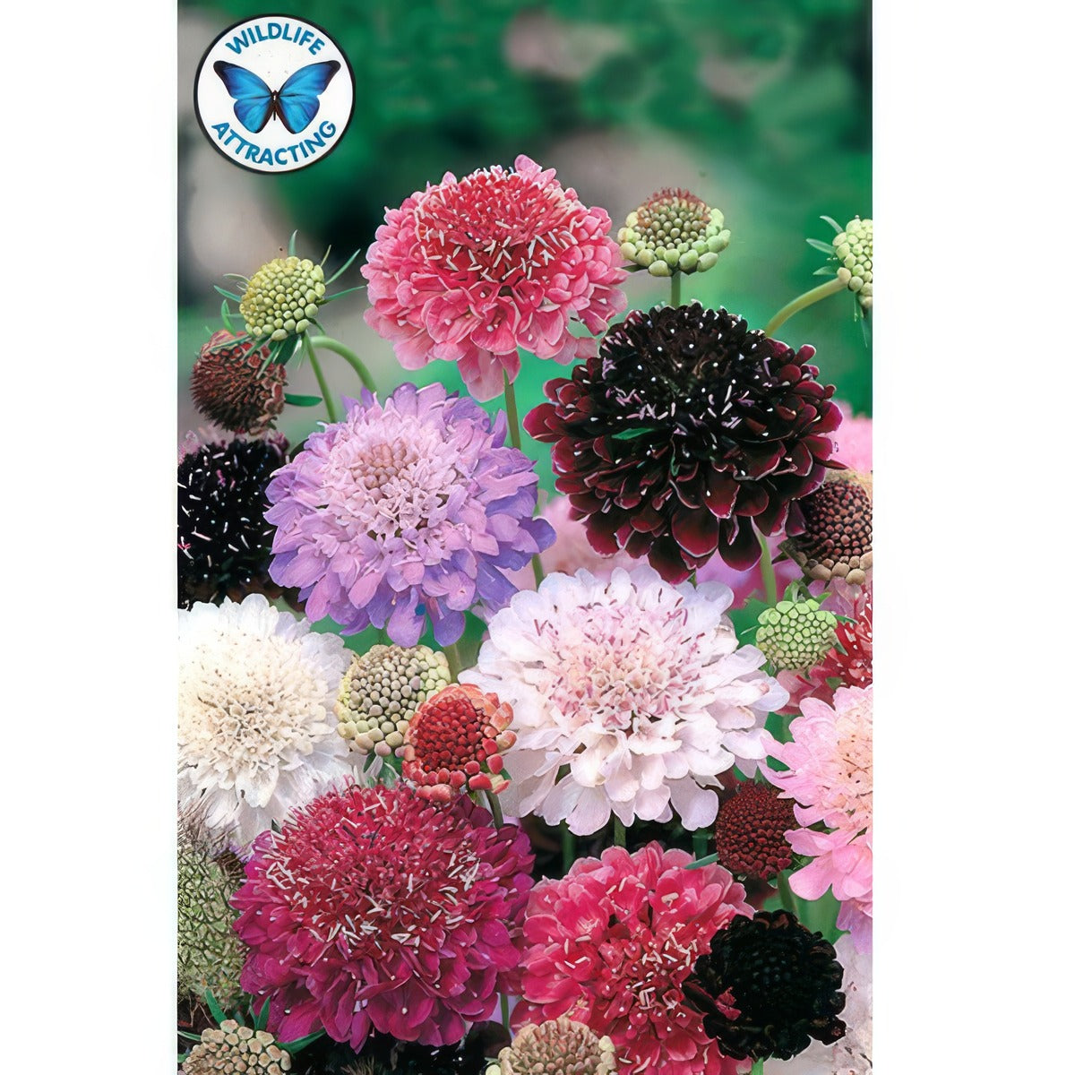 Seed Pincushion Flower Tall Double Mixed Seepftdm - Garden Express Australia
