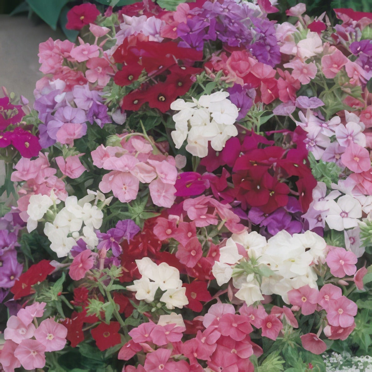 Seed Phlox Brilliancy 2019 Seephlbri - Garden Express Australia