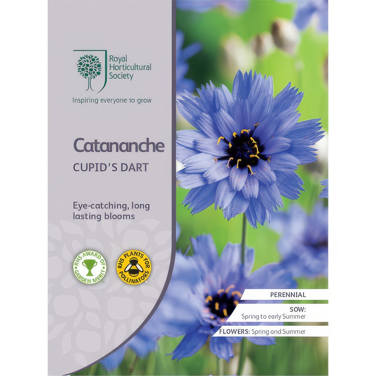 Seed Rhs Catananche Cupids Dart Seerhsccd - Garden Express Australia
