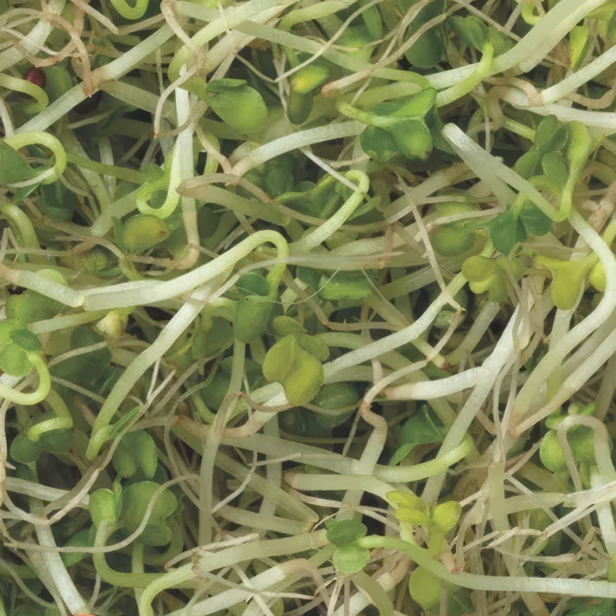 Broccoli Sprout Seeds Seesbrospr - Garden Express Australia