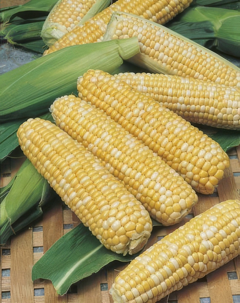Sweetcorn Snowgold F1 16 - Garden Express Australia