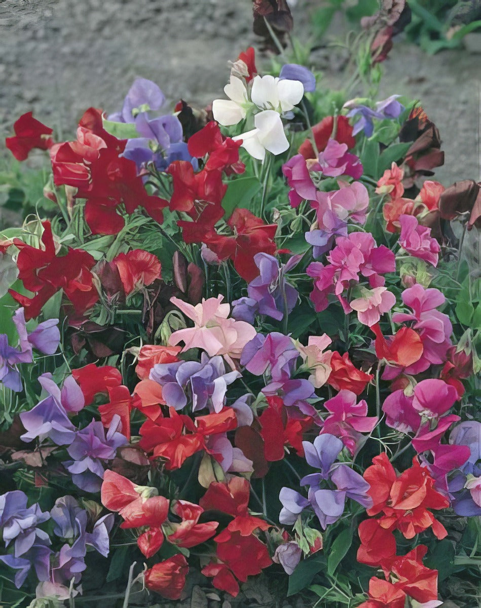 Sweet Pea Bijou Mixed16 - Garden Express Australia