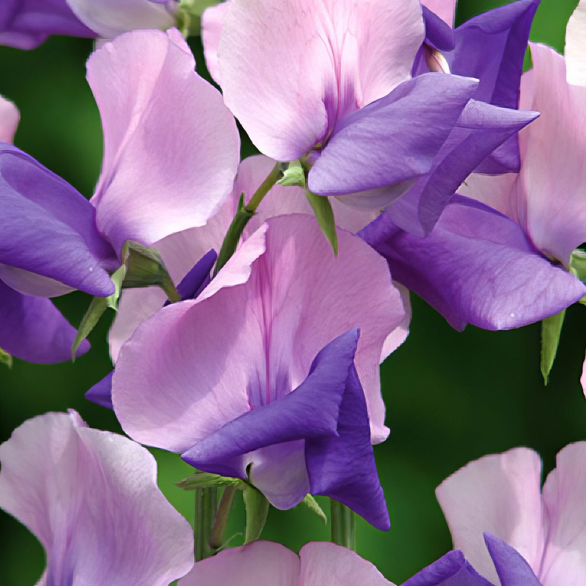 Sweet Pea Erewhon Seespeere - Garden Express Australia