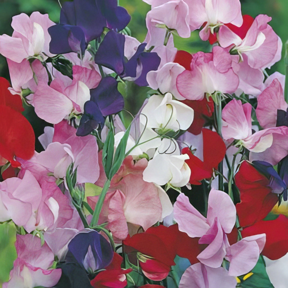 Seed Sweet Pea Mammoth Mixed Value Pack Seespemam - Garden Express Australia