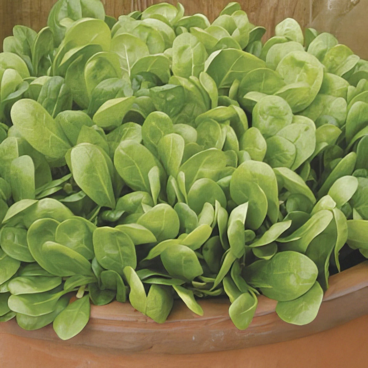 Spinach Lazio F1 Seespilaz - Garden Express Australia