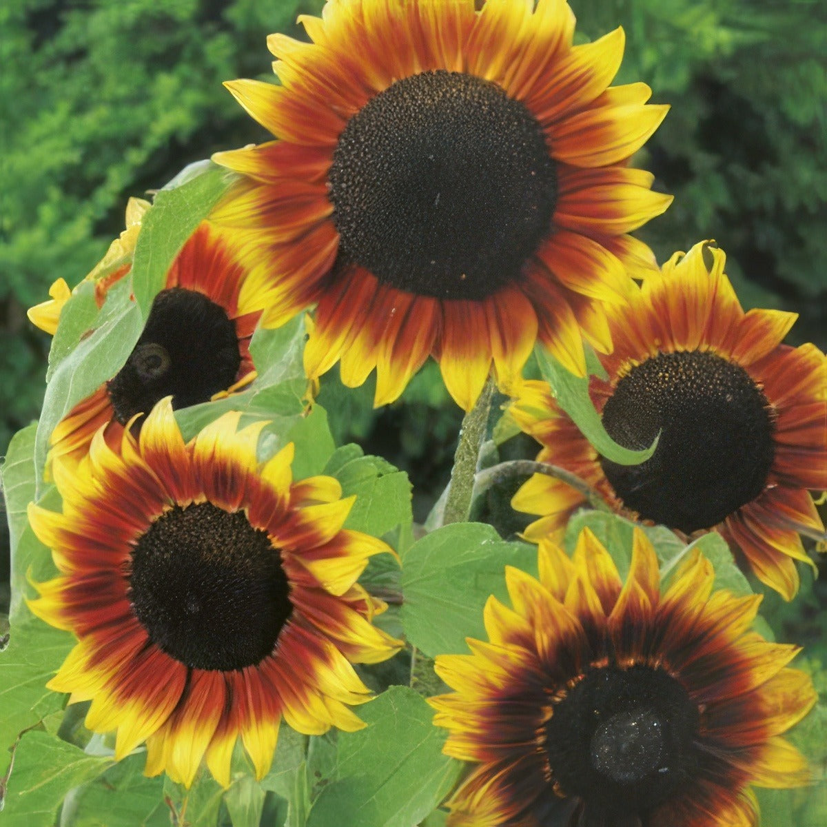 Seed Sunflower Golden Prominence 2019 Seesungpr - Garden Express Australia