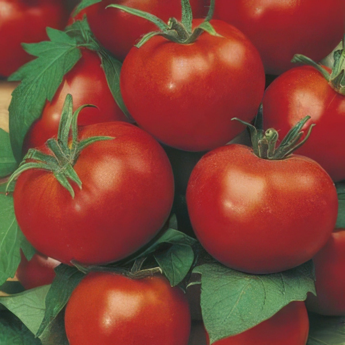 Seed Tomato Grosse 2019 Seetomgli - Garden Express Australia