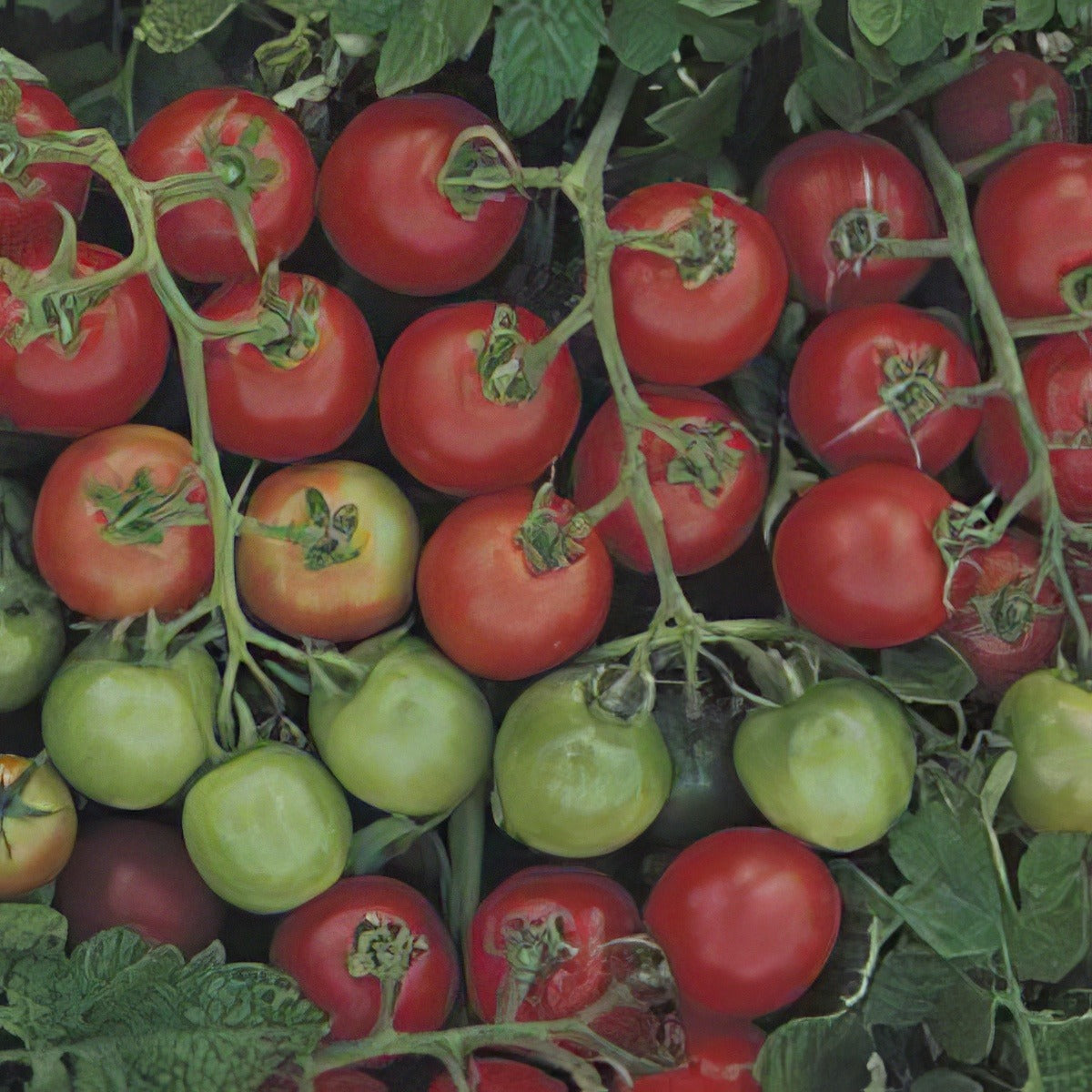 Tomato Tommy Toe Seetomtot - Garden Express Australia