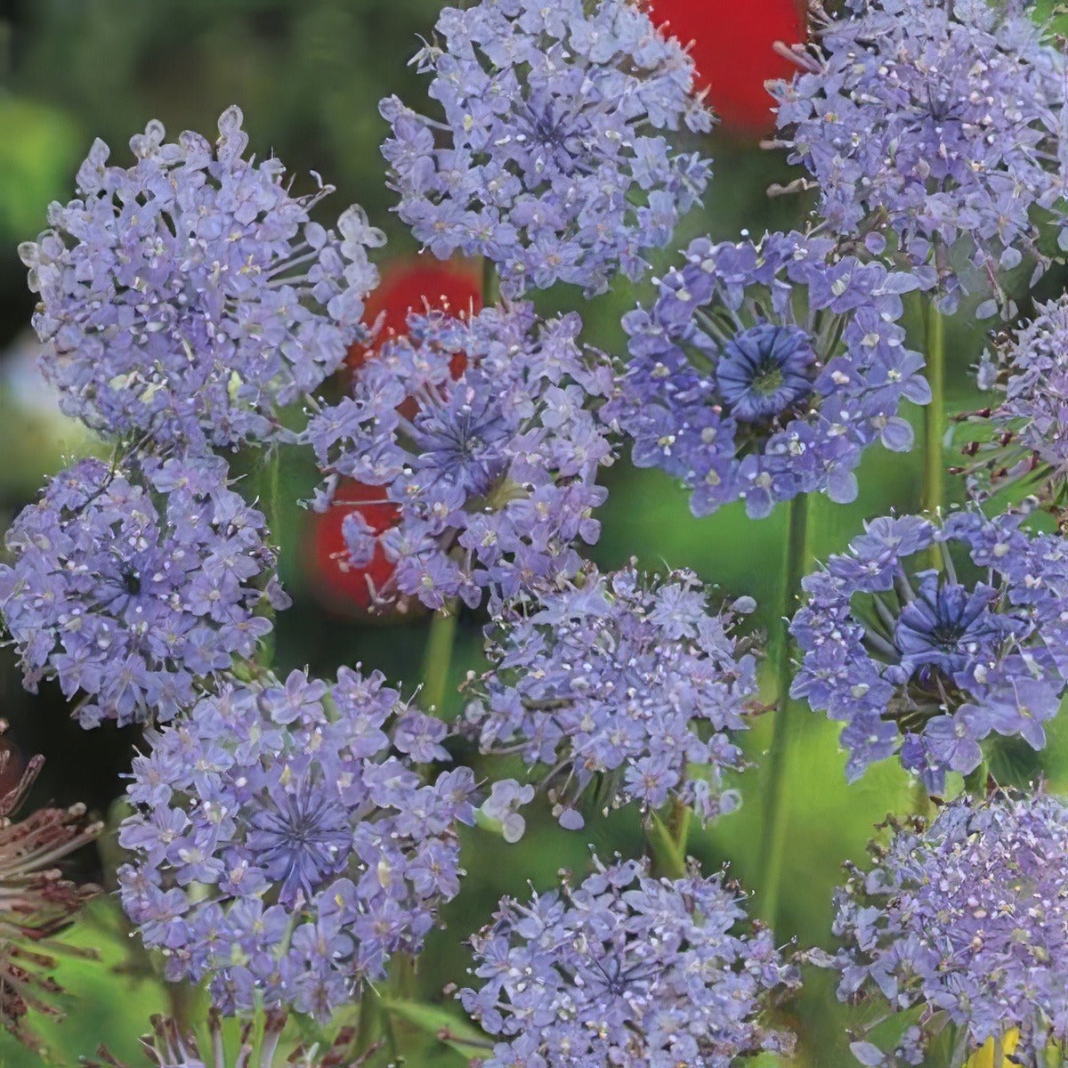 Wildflower Seed Blue Rottnest Daisy Seebroida - Garden Express Australia