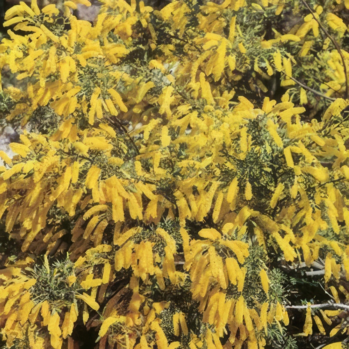Wildflower Seed Dwarf Wattle - Garden Express Australia