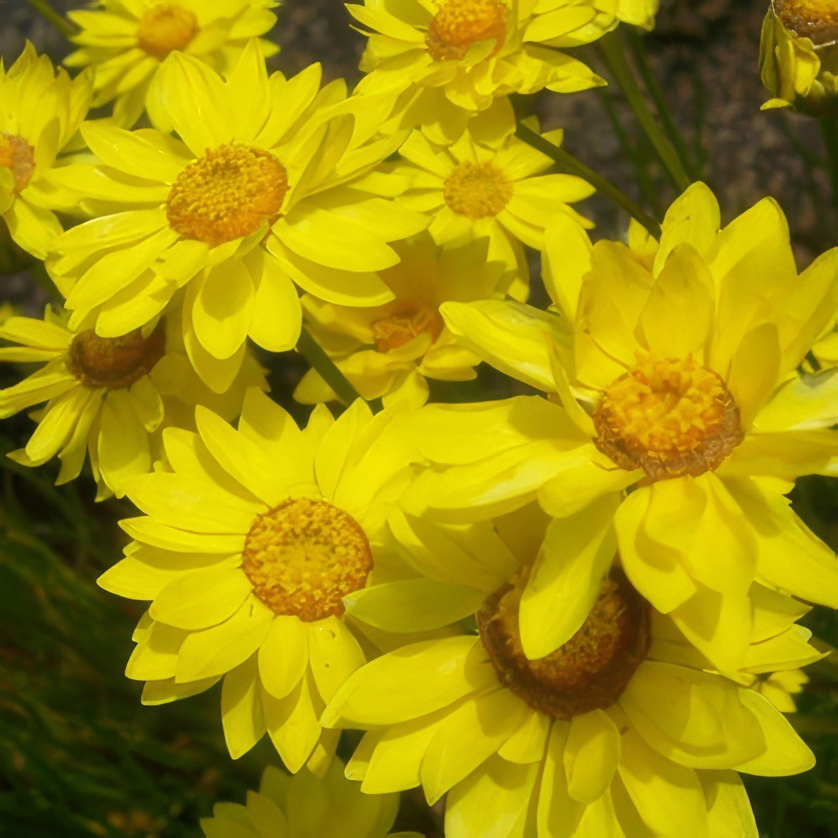 Wildflower Seed Golden Everlasting Daisy Seewsego - Garden Express Australia