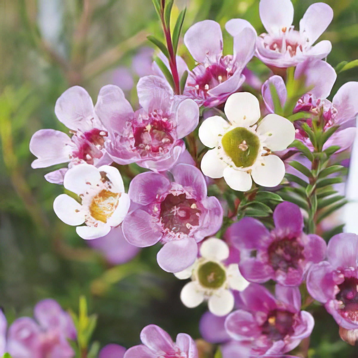 Wflower Geraldton Wax Seewsegwa - Garden Express Australia