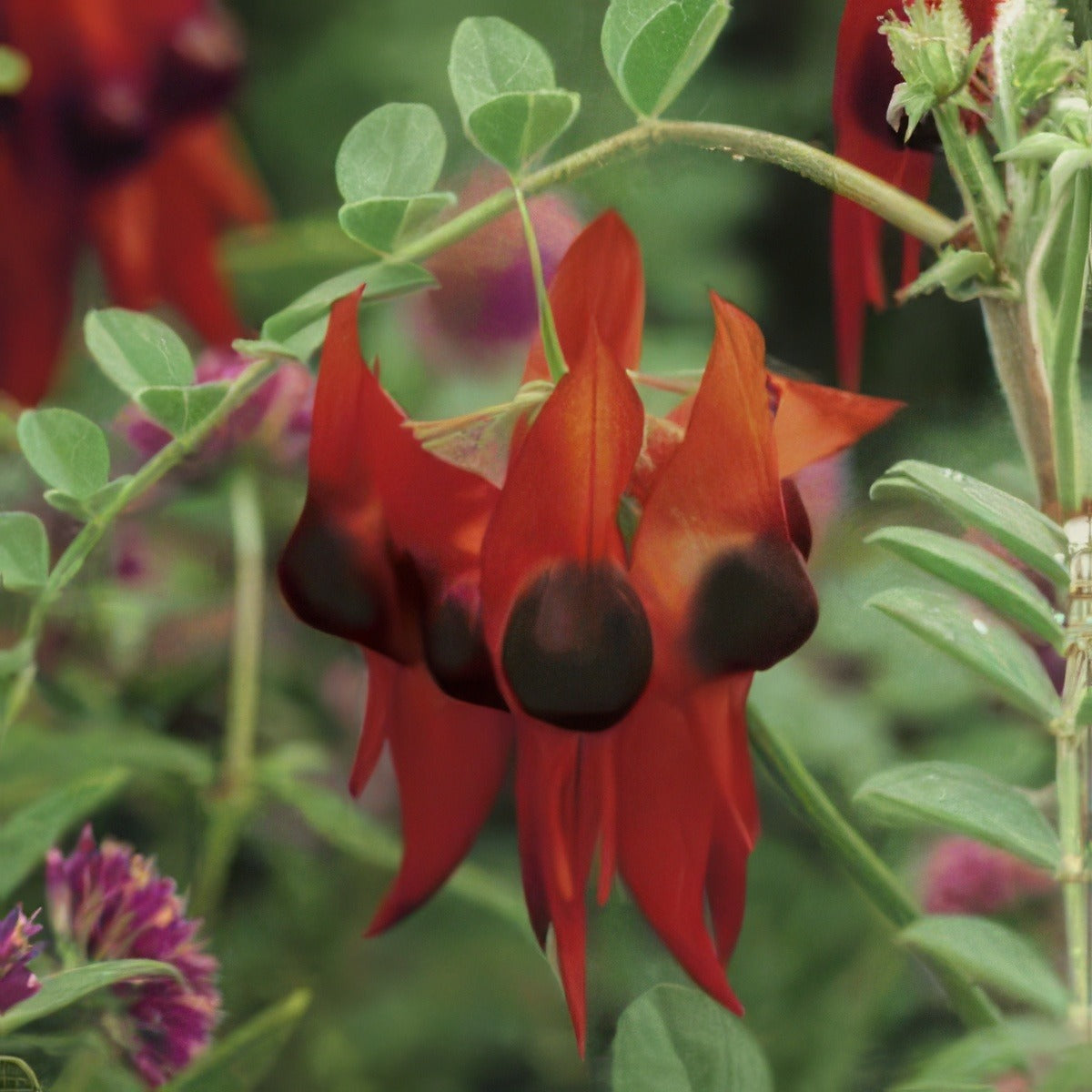 Wildflower Seed Sturt Pea Seewsespe - Garden Express Australia
