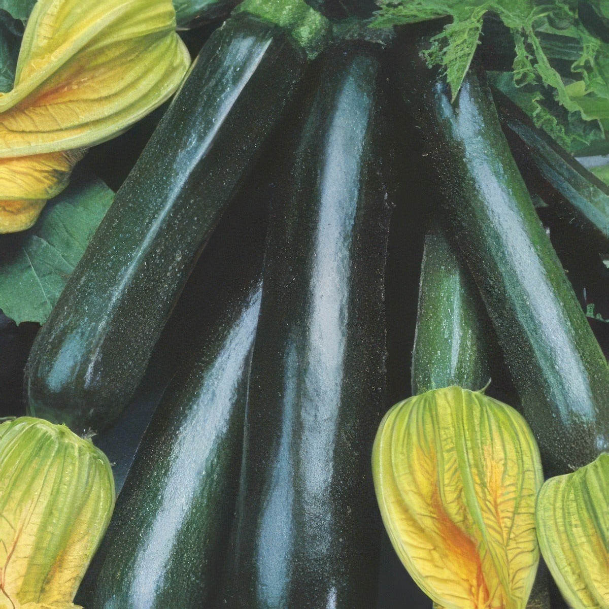 Seed Zucchini Black Beauty Organic Seezucbbo - Garden Express Australia