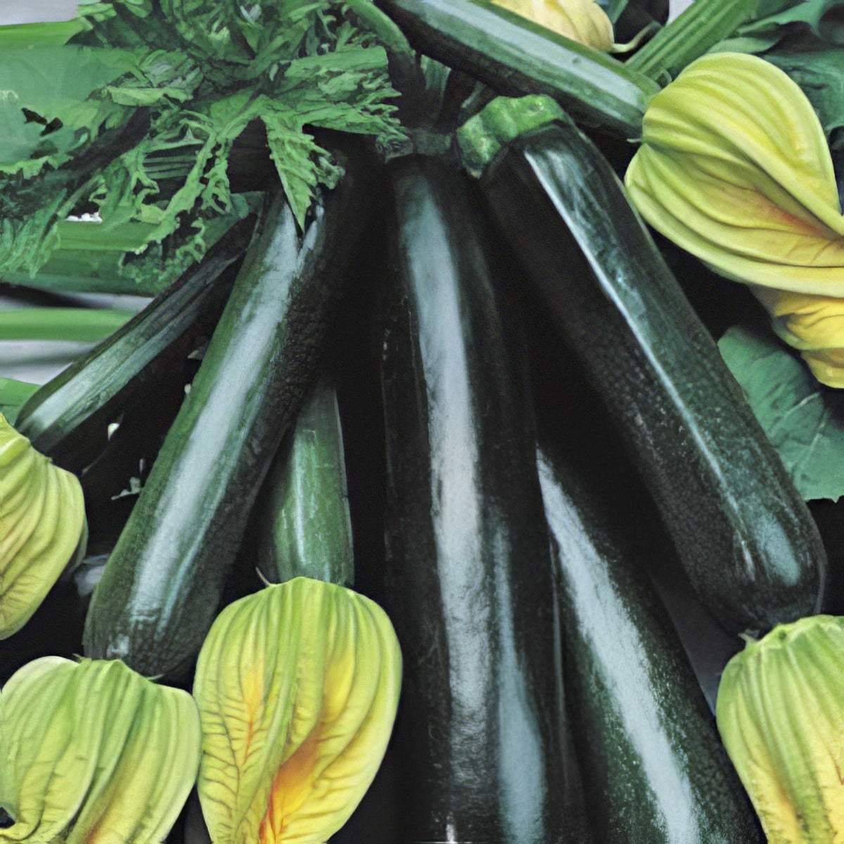 Vege Seed Zuccini 2012 - Garden Express Australia