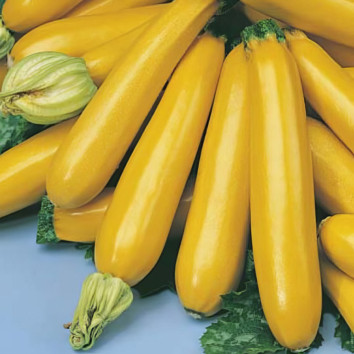 Seed Zucchini Gold Rush Seezucgru - Garden Express Australia
