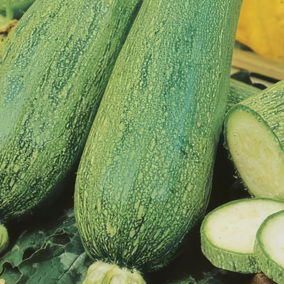 Zucchini Lebanese 16 - Garden Express Australia
