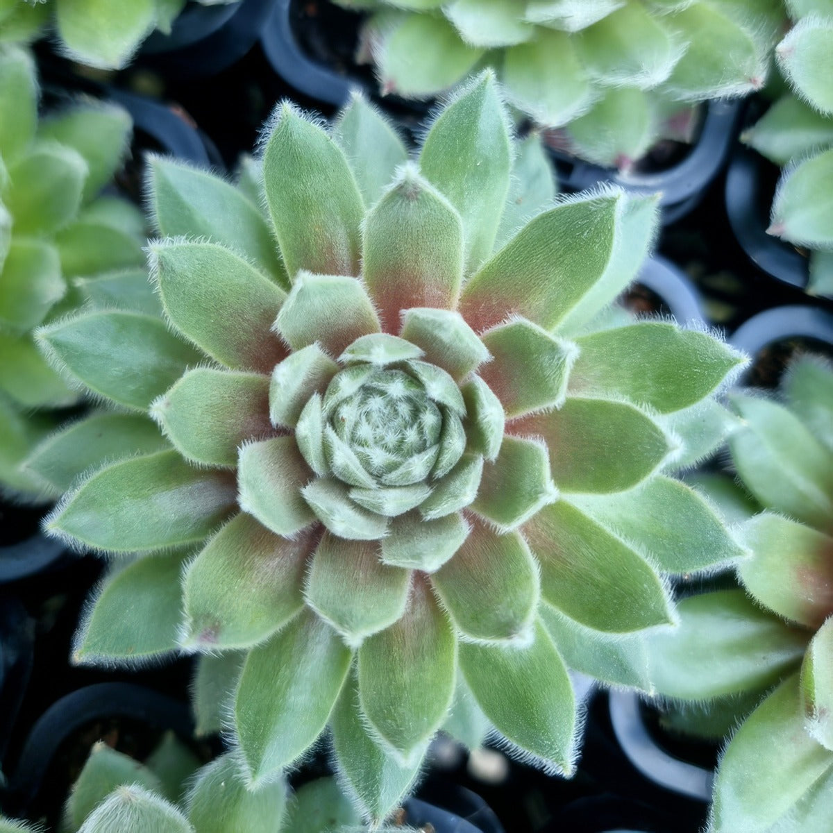 Sempervivum Berry Bomb P68sembbo - Garden Express Australia