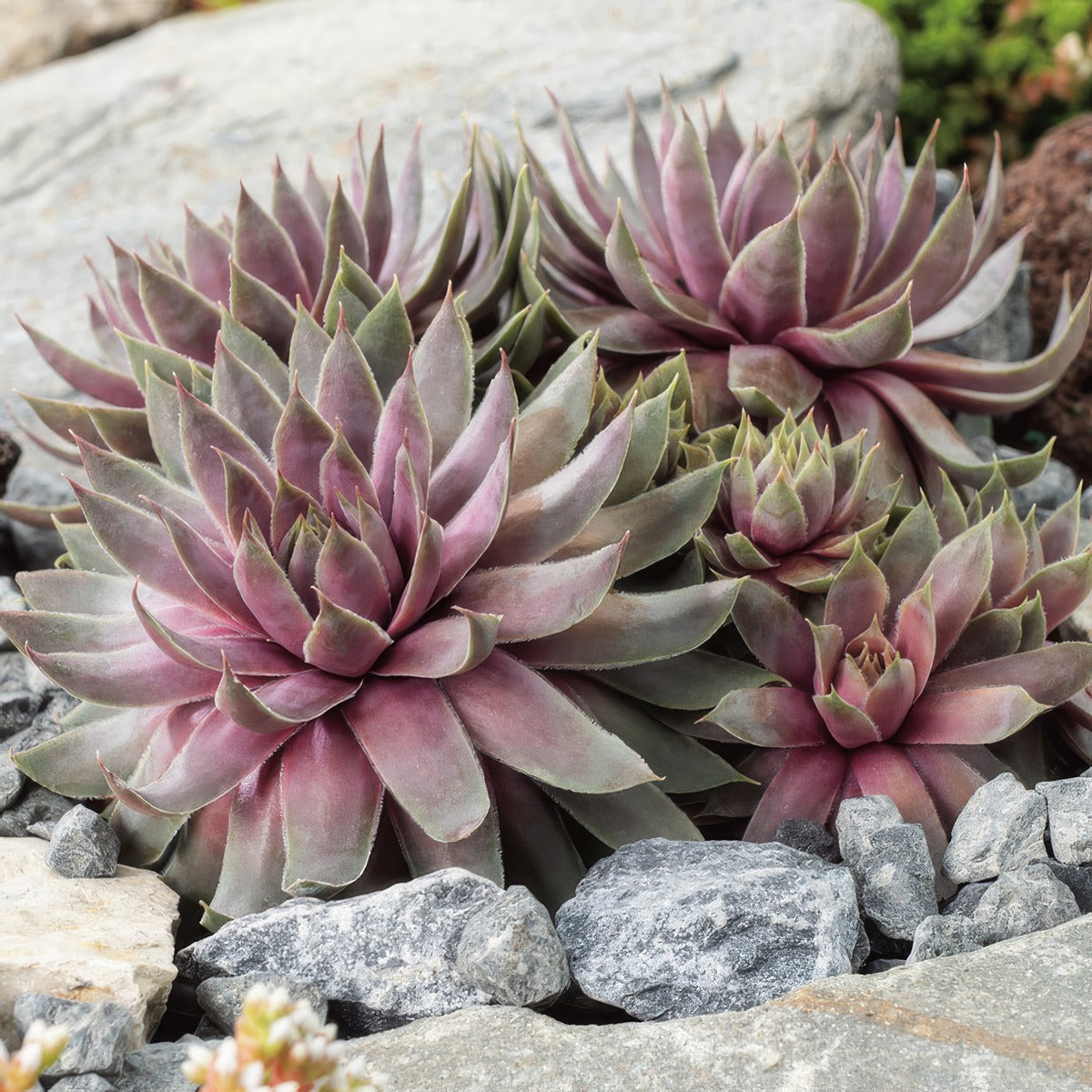 Sempervivum Berry Blues Plasembbl - Garden Express Australia
