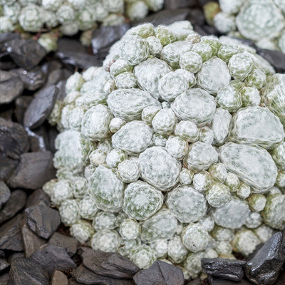 Sempervivum Colorockz Arctic White - Garden Express Australia