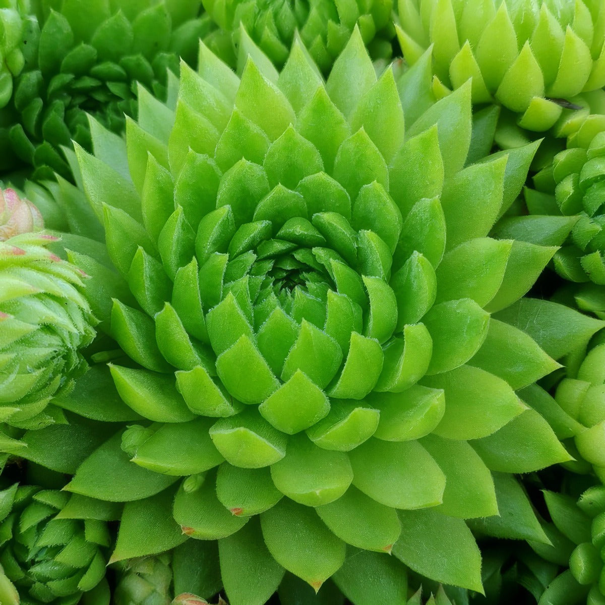 Sempervivum Key Lime Kiss Plasemklk - Garden Express Australia