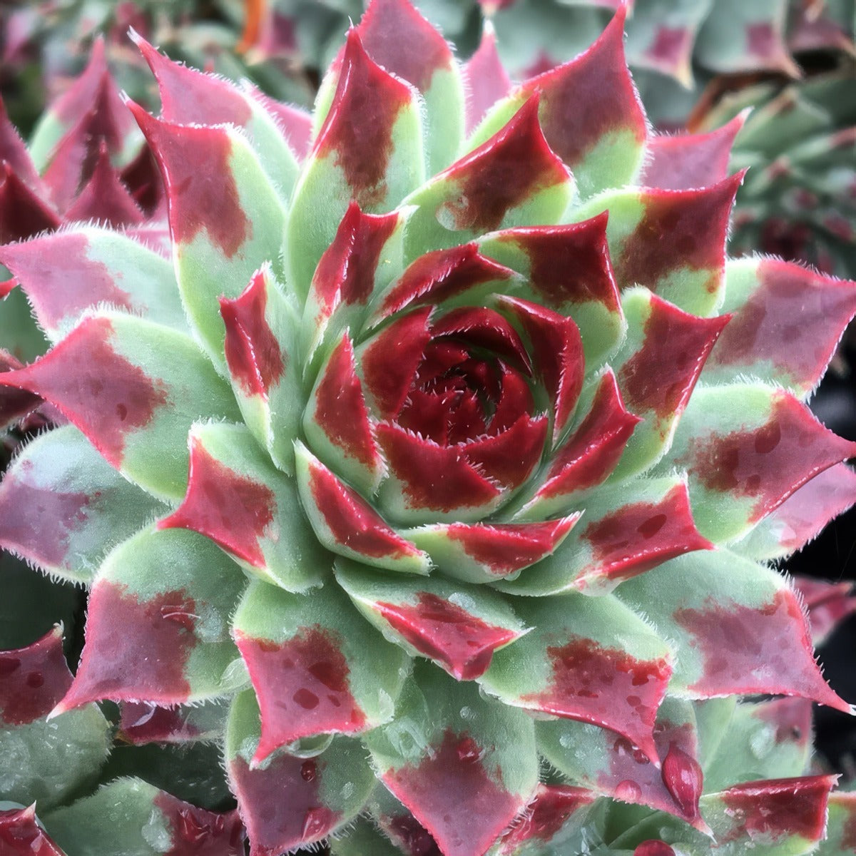 Sempervivum Mint Marvel Plasemmma - Garden Express Australia