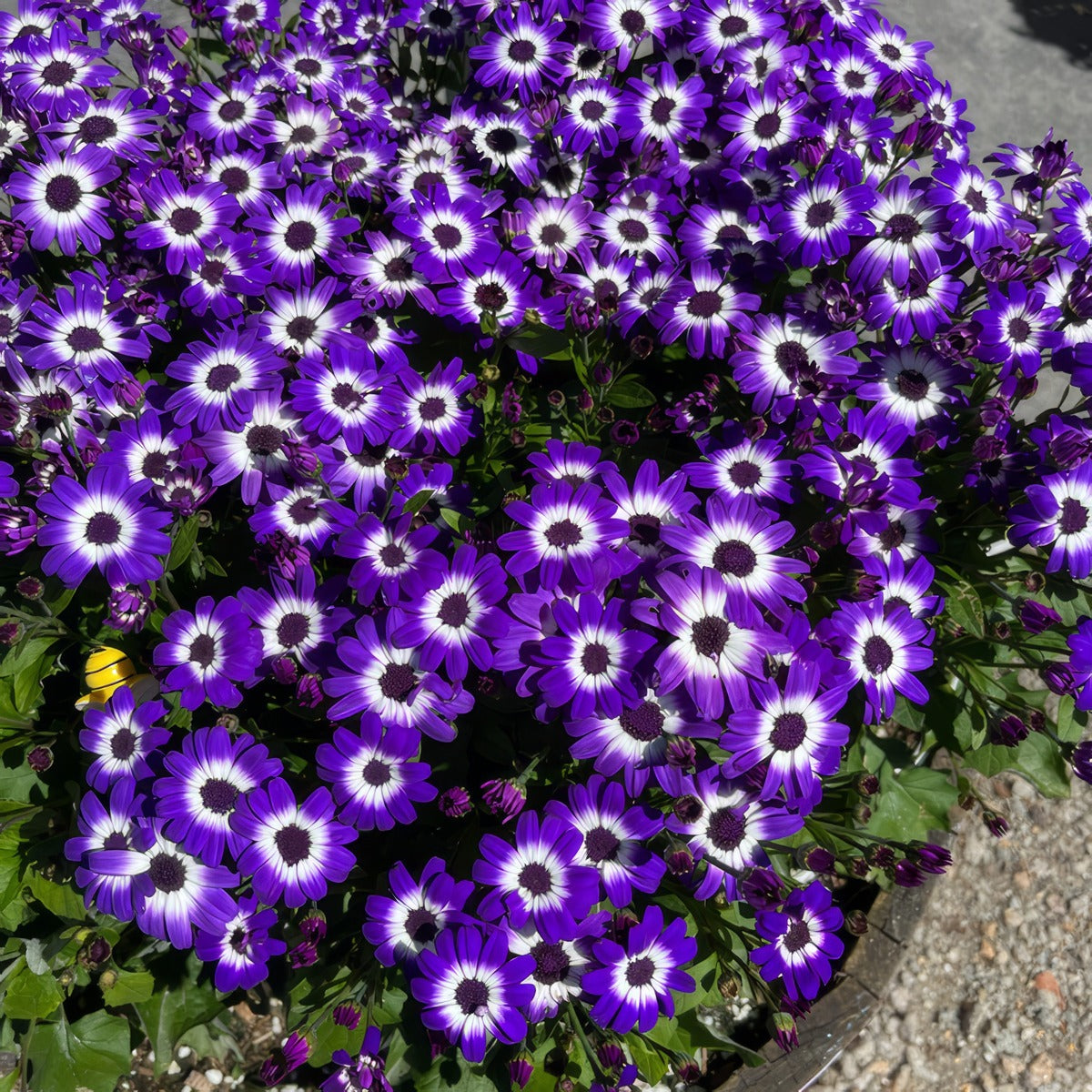 Senecio Mandala Blue Bicolour P68senmbb - Garden Express Australia