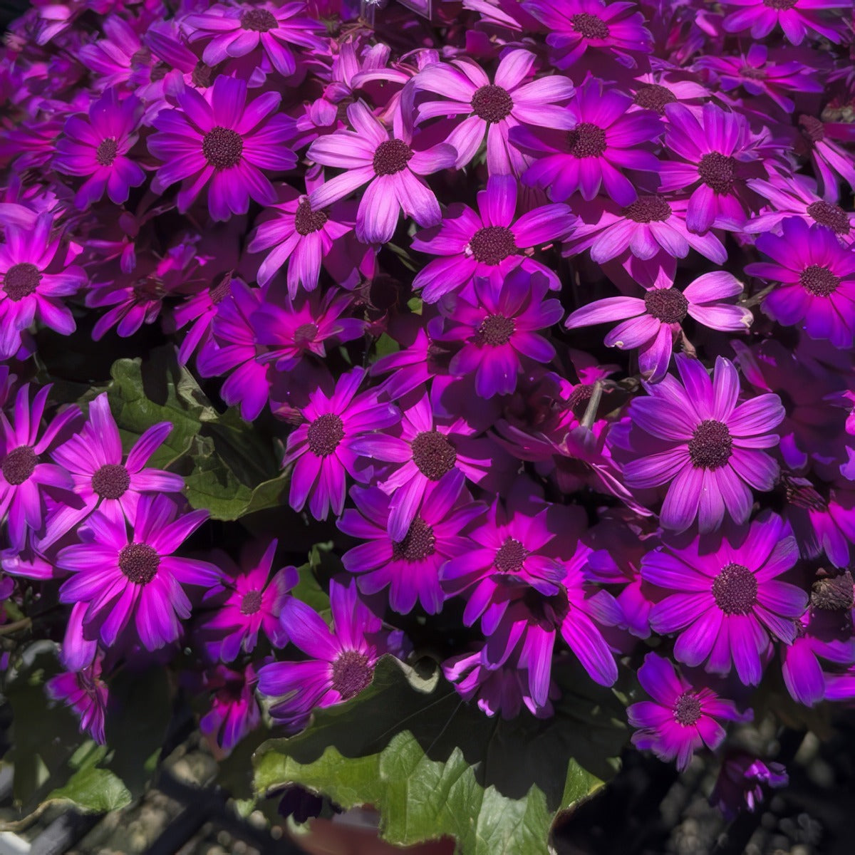 Senecio Mandala Plus Magic Purple - Garden Express Australia