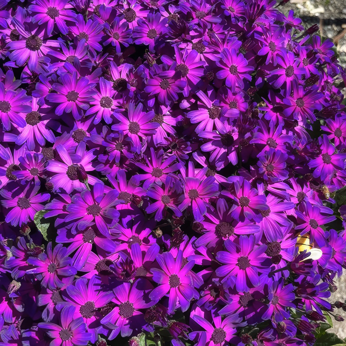 Senecio Mandala Plus Magic Purple P68senmmp - Garden Express Australia