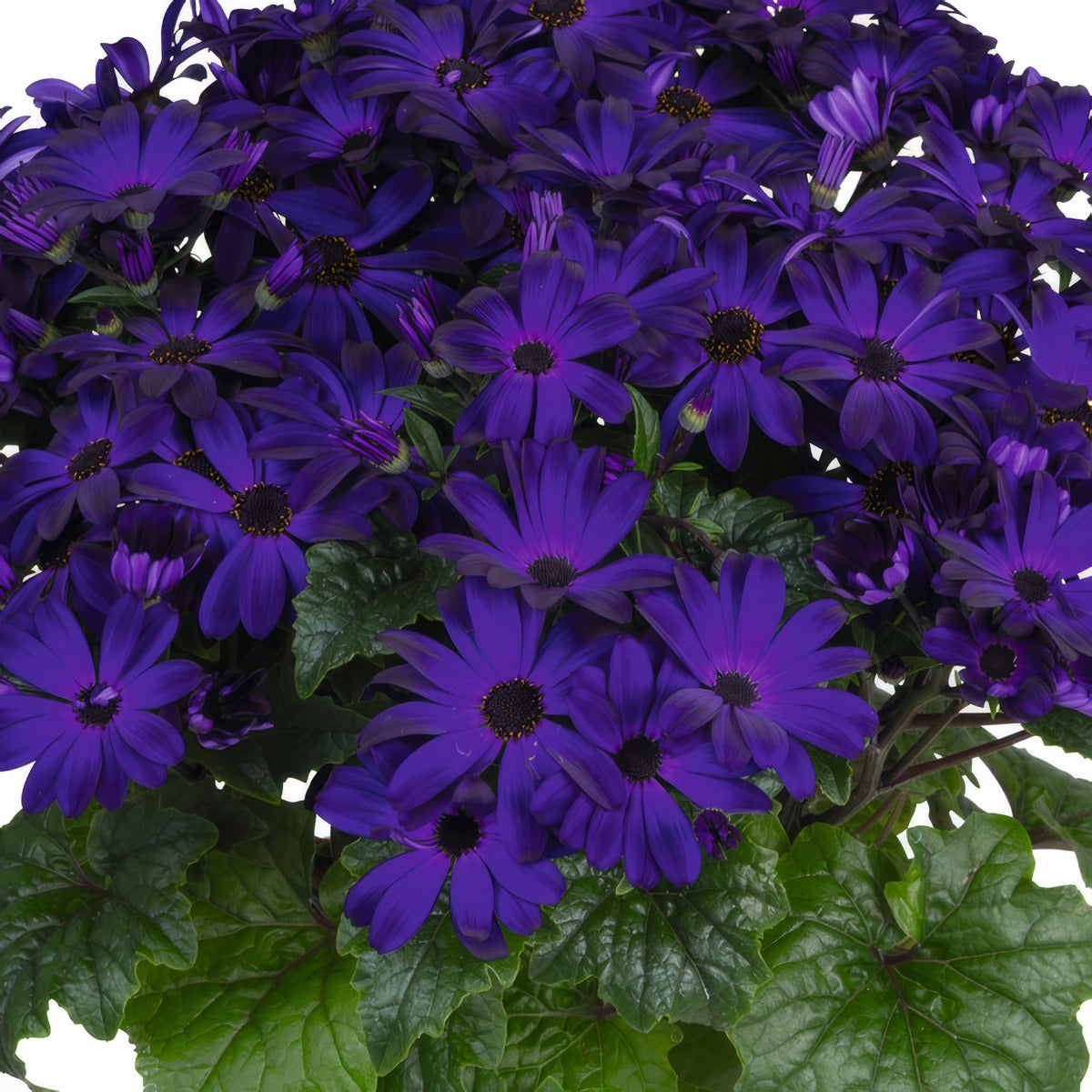 Senecio Mandala Plus Royal Blue P68senmrb - Garden Express Australia