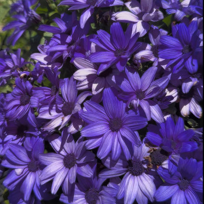 Senecio Mandala Plus Sky Blue - Garden Express Australia